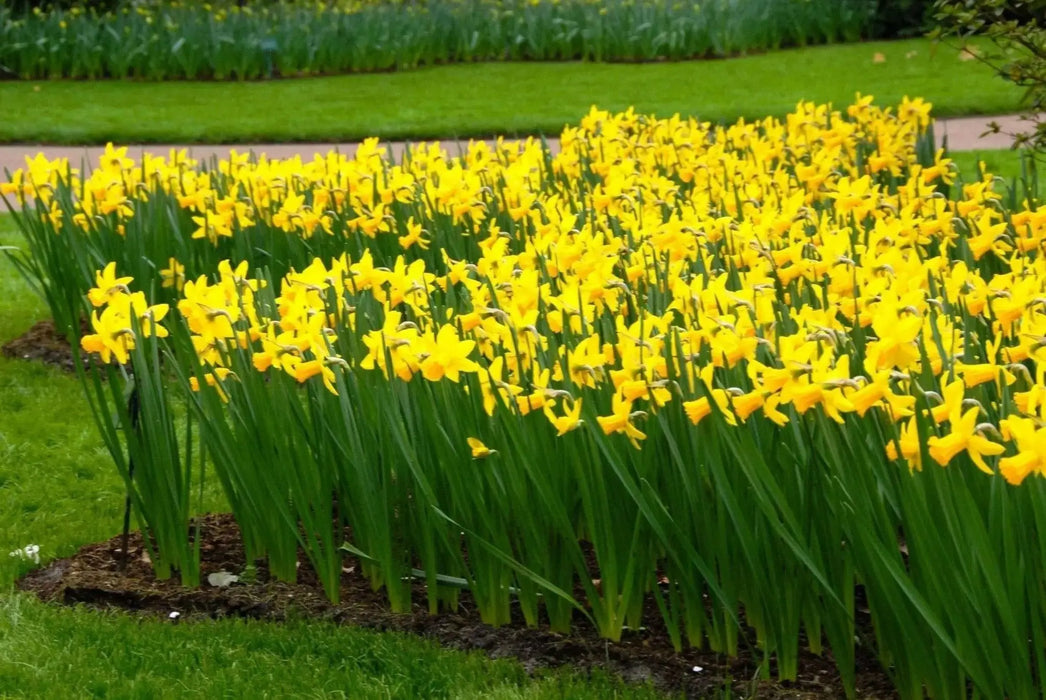 Daffodil Bulb- Mini NARCISSUS ,February Gold - Caribbean garden seed