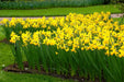 Daffodil Bulb- Mini NARCISSUS ,February Gold - Caribbean garden seed