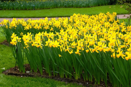 Daffodil Bulb- Mini NARCISSUS ,February Gold - Caribbean garden seed