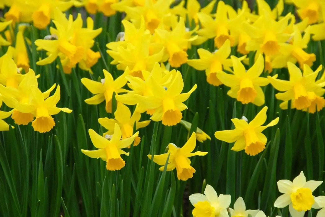 Daffodil Bulb- Mini NARCISSUS ,February Gold - Caribbean garden seed