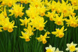 Daffodil Bulb- Mini NARCISSUS ,February Gold - Caribbean garden seed