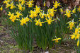 Daffodil Bulb- Mini NARCISSUS ,February Gold - Caribbean garden seed