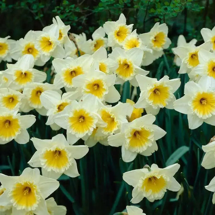Ice Follie Daffodil Bulb Size 12/14 cm - Spring Flower - Caribbean garden seed