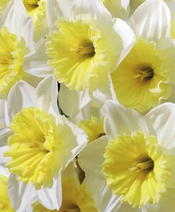 Ice Follie Daffodil Bulb Size 12/14 cm - Spring Flower - Caribbean garden seed