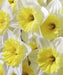 Ice Follie Daffodil Bulb Size 12/14 cm - Spring Flower - Caribbean garden seed