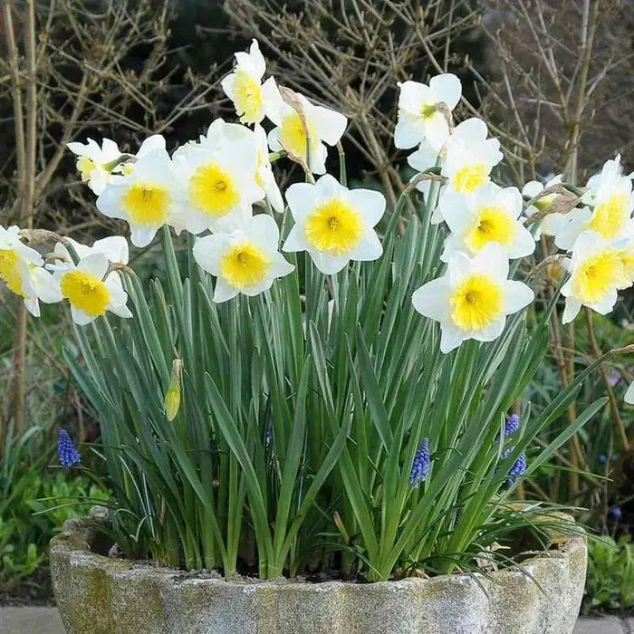 Ice Follie Daffodil Bulb Size 12/14 cm - Spring Flower - Caribbean garden seed