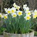 Ice Follie Daffodil Bulb Size 12/14 cm - Spring Flower - Caribbean garden seed