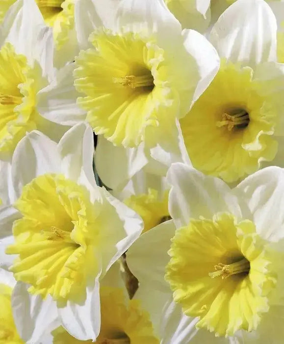 Ice Follie Daffodil Bulb Size 12/14 cm - Spring Flower - Caribbean garden seed
