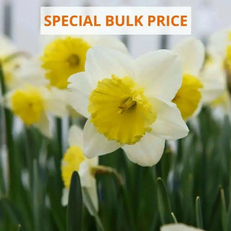 Ice Follie Daffodil Bulb Size 12/14 cm - Spring Flower - Caribbean garden seed