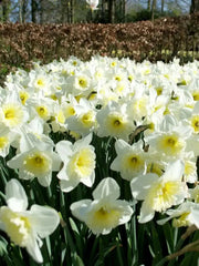 Ice Follie Daffodil Bulb Size 12/14 cm - Spring Flower - Caribbean garden seed