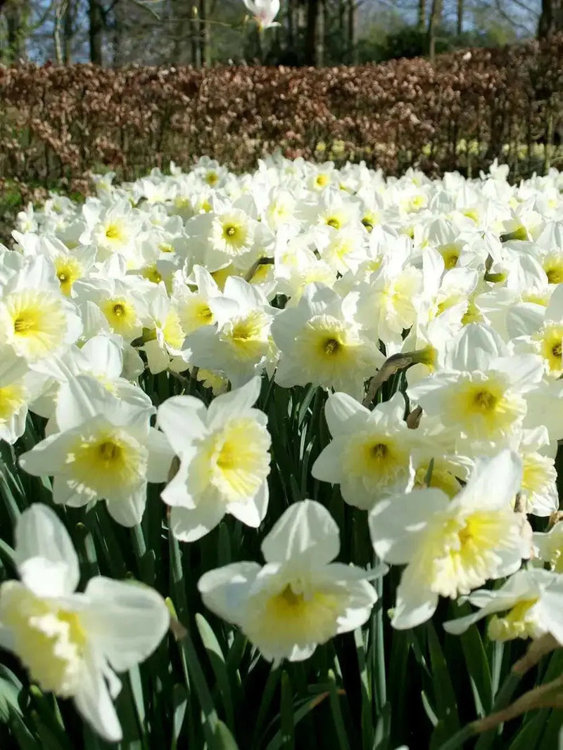 Ice Follie Daffodil Bulb Size 12/14 cm - Spring Flower - Caribbean garden seed