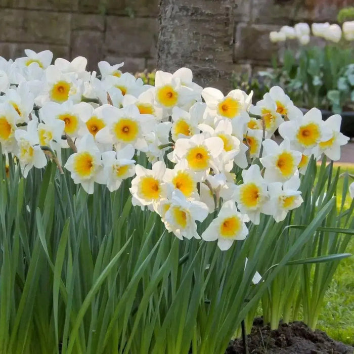 Ice Follie Daffodil Bulb Size 12/14 cm - Spring Flower - Caribbean garden seed