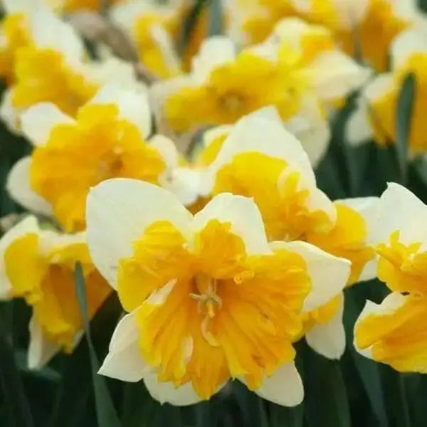 Daffodil Bulb- Orangery' , Great for naturalizing - Caribbean garden seed