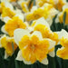 Daffodil Bulb- Orangery' , Great for naturalizing - Caribbean garden seed