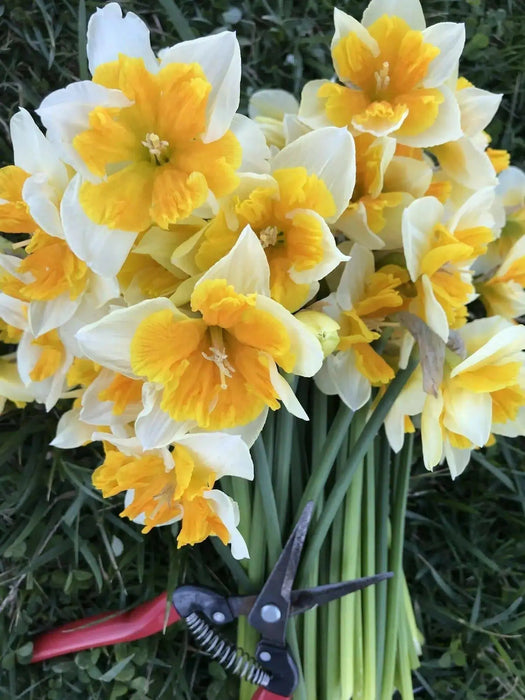 Daffodil Bulb- Orangery' , Great for naturalizing - Caribbean garden seed