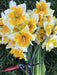 Daffodil Bulb- Orangery' , Great for naturalizing - Caribbean garden seed