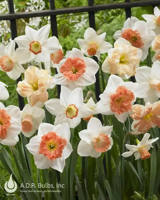 Daffodil "Rotterdam MIXTURE" Trumpet Daffodil  Bulb - Caribbean garden seed