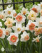 Daffodil "Rotterdam MIXTURE" Trumpet Daffodil  Bulb - Caribbean garden seed