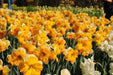 Daffodil Bulb- Orangery' , Great for naturalizing - Caribbean garden seed
