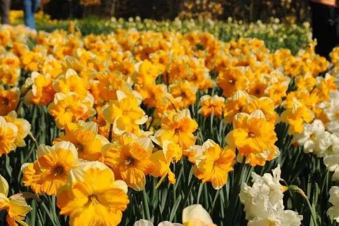 Daffodil Bulb- Orangery' , Great for naturalizing - Caribbean garden seed