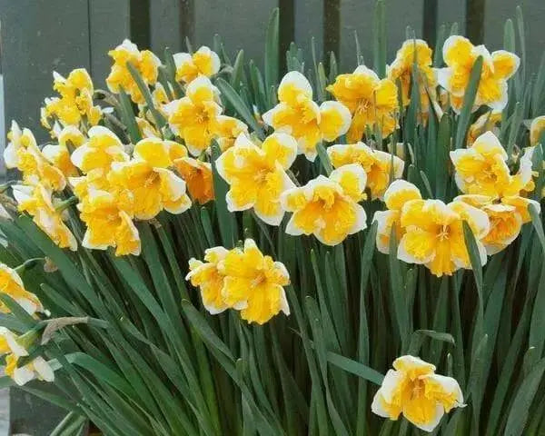 Daffodil Bulb- Orangery' , Great for naturalizing - Caribbean garden seed