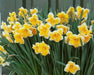 Daffodil Bulb- Orangery' , Great for naturalizing - Caribbean garden seed