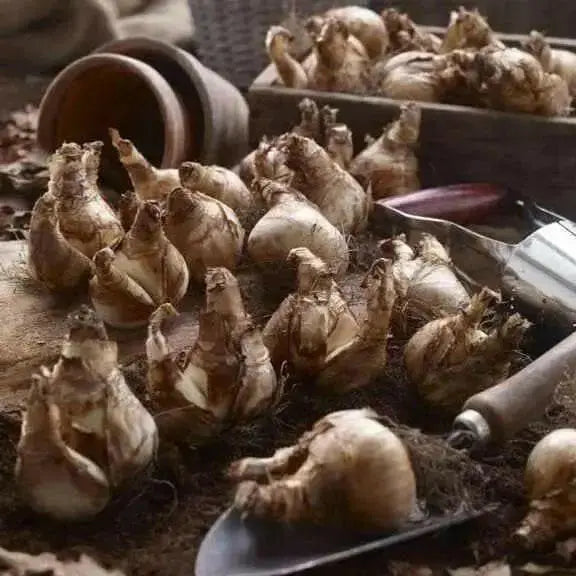 Daffodil "Rotterdam MIXTURE" Trumpet Daffodil  Bulb - Caribbean garden seed