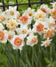 Daffodil "Rotterdam MIXTURE" Trumpet Daffodil  Bulb - Caribbean garden seed
