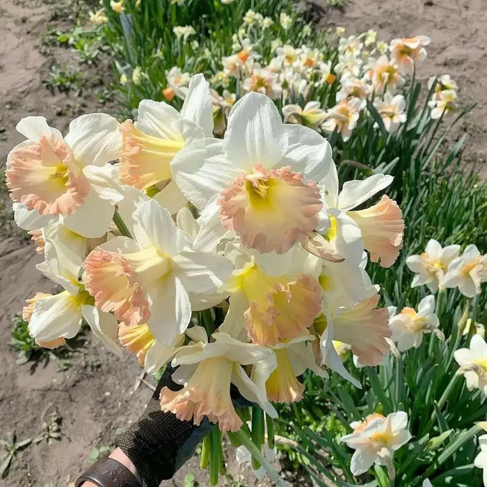 Daffodil "Rotterdam MIXTURE" Trumpet Daffodil  Bulb - Caribbean garden seed