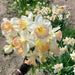 Daffodil "Rotterdam MIXTURE" Trumpet Daffodil  Bulb - Caribbean garden seed