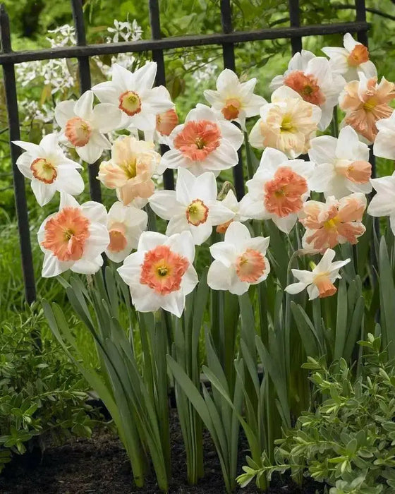 Daffodil "Rotterdam MIXTURE" Trumpet Daffodil  Bulb - Caribbean garden seed