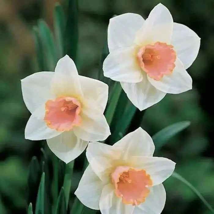 Daffodil  SALOME ,fall bulbs.