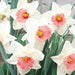 Daffodil  SALOME ,fall bulbs.