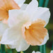 Daffodil  SALOME ,fall bulbs.