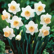 Daffodil  SALOME ,fall bulbs.