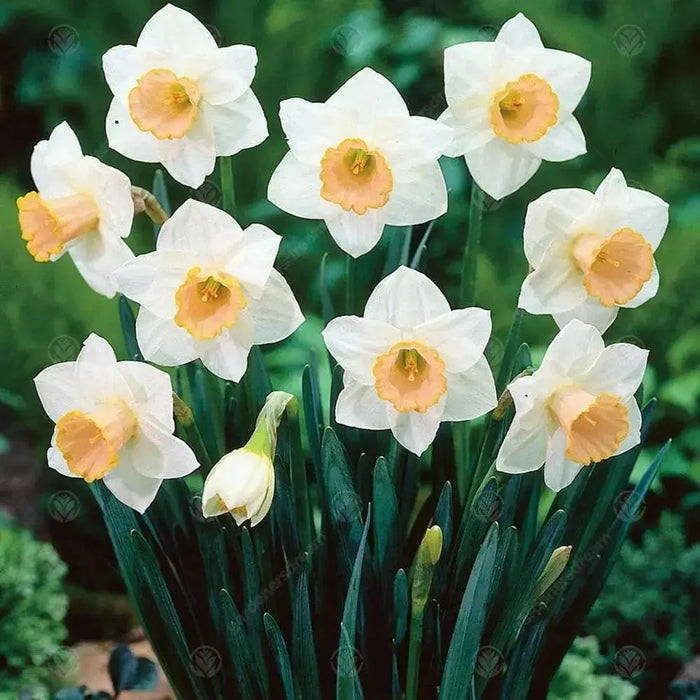 Daffodil  SALOME ,fall bulbs.