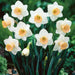 Daffodil  SALOME ,fall bulbs.