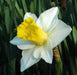 Daffodil  SALOME ,fall bulbs.