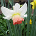 Daffodil  SALOME ,fall bulbs.