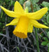 Daffodil Bulb- Tamara, Long lasting,  perennials~ Fall Planting - Caribbean garden seed