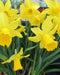 Daffodil Bulb- Tamara, Long lasting,  perennials~ Fall Planting - Caribbean garden seed