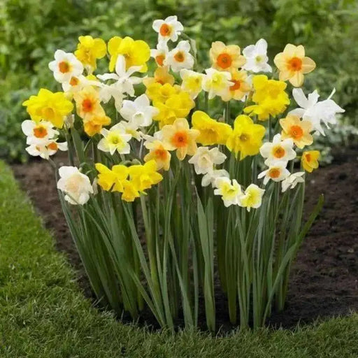 Daffodil Bulbs,Mixed colors,Narcissus Long lasting - Caribbean garden seed