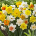 Daffodil Bulbs,Mixed colors,Narcissus Long lasting - Caribbean garden seed