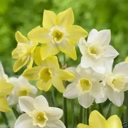 Daffodil Bulbs ,Narcissus Pueblo, FALL PLANTING BULBS - Caribbean garden seed