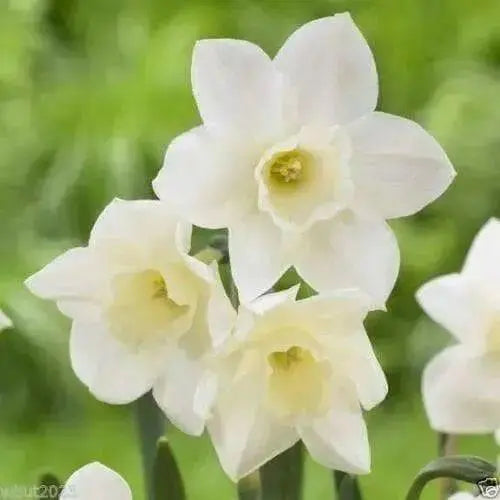 Daffodil Bulbs ,Narcissus Pueblo, FALL PLANTING BULBS - Caribbean garden seed
