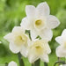 Daffodil Bulbs ,Narcissus Pueblo, FALL PLANTING BULBS - Caribbean garden seed