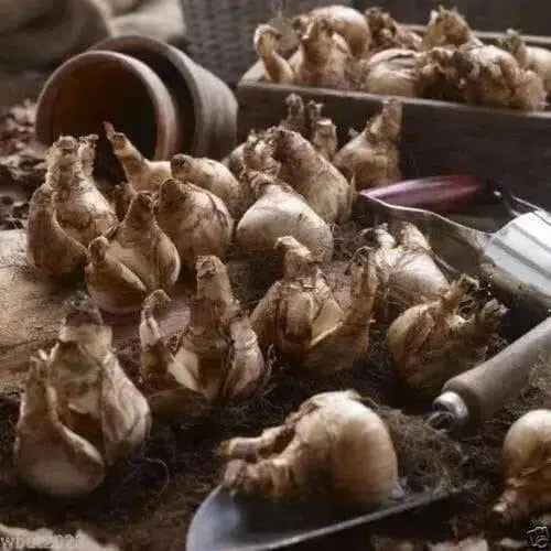 Daffodil Bulbs ,Narcissus Pueblo, FALL PLANTING BULBS - Caribbean garden seed