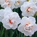 Daffodil Bulbs Acropolis ,Double-flowered white - Caribbean garden seed