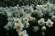 Daffodil Bulbs Acropolis ,Double-flowered white - Caribbean garden seed