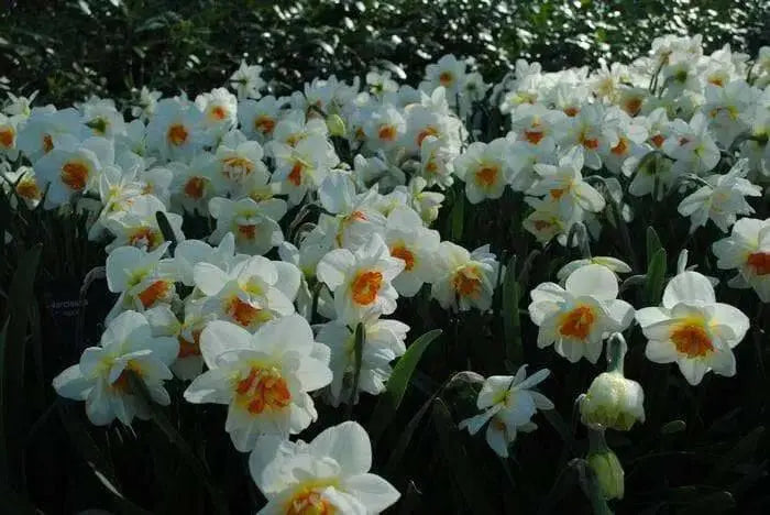 Daffodil Bulbs Acropolis ,Double-flowered white - Caribbean garden seed
